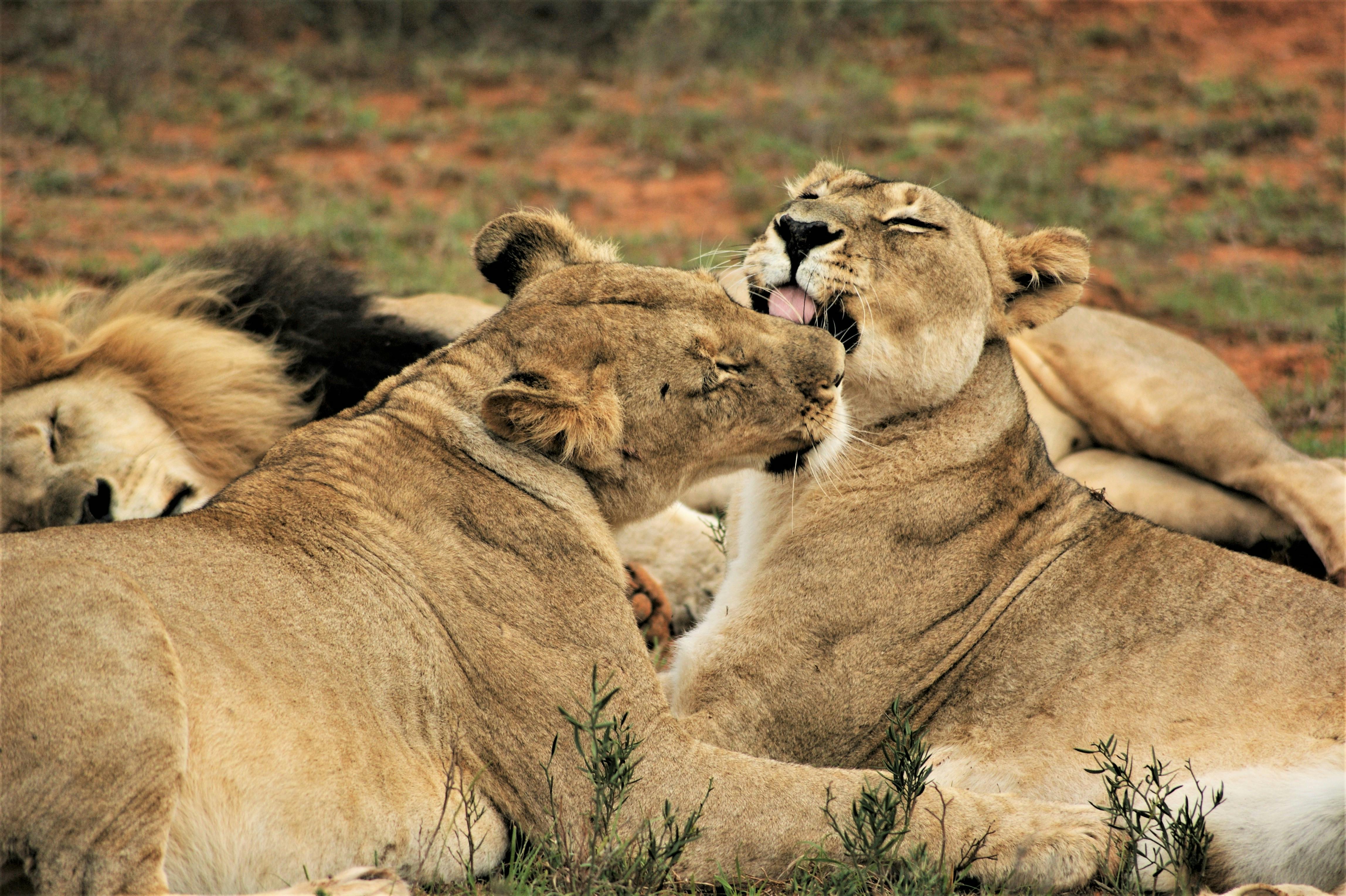 Pride of lions on the Mara